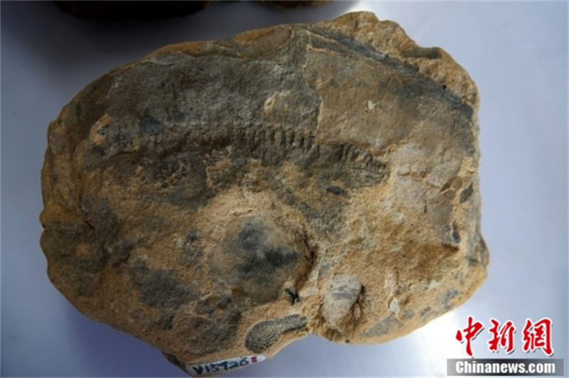 45 paires de branchies ! La plus grande caractéristique des fossiles de poissons orientaux d'il y a 390 millions d'années révélée
