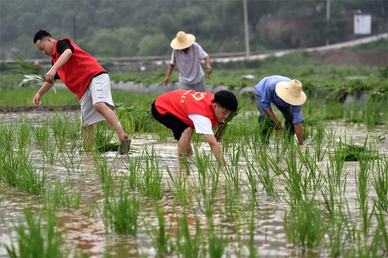 Hebei : expérience d'été sur les champs agricoles à Jingxing