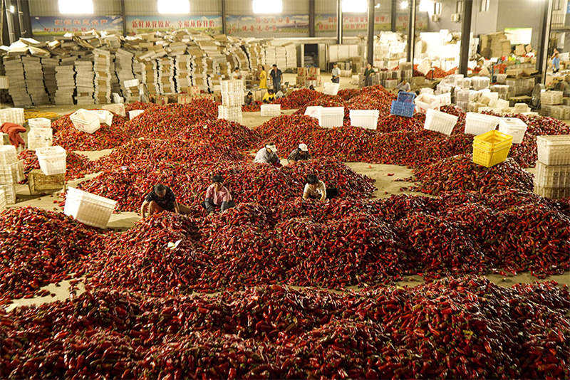 Anhui : l'industrie dynamique des piments rouges de Wuhe
