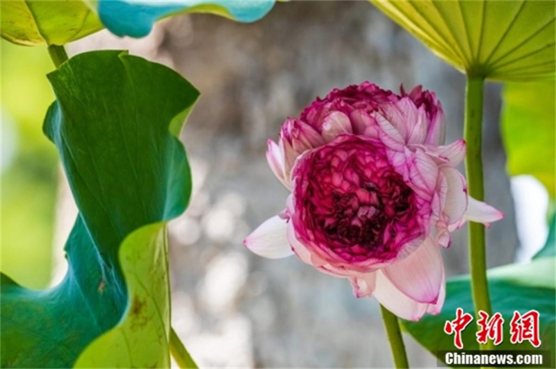 Jiangsu : un lotus concentrique à mille pétales trouvé dans le lac Xuanwu de Nanjing