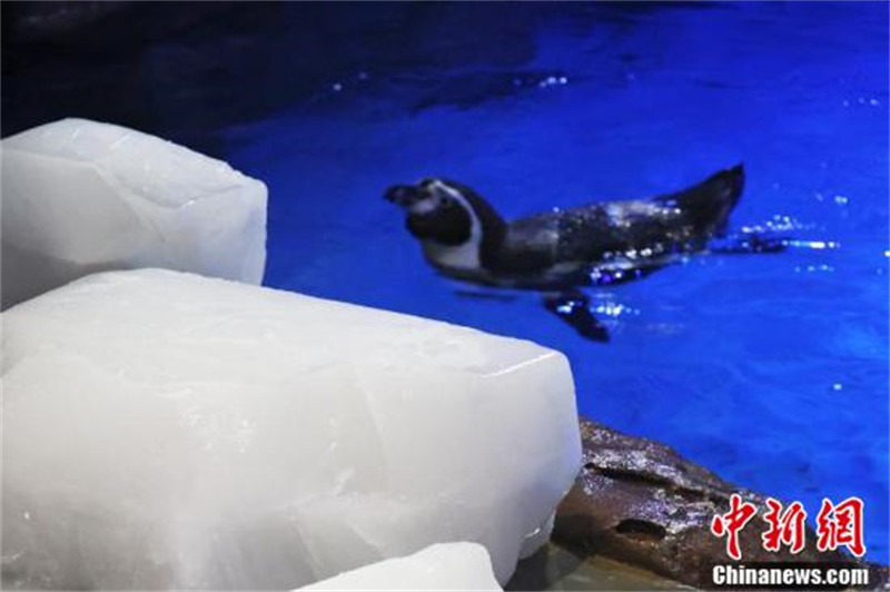 Anhui : les animaux marins échappent à la vague de chaleur de différentes manières à Hefei
