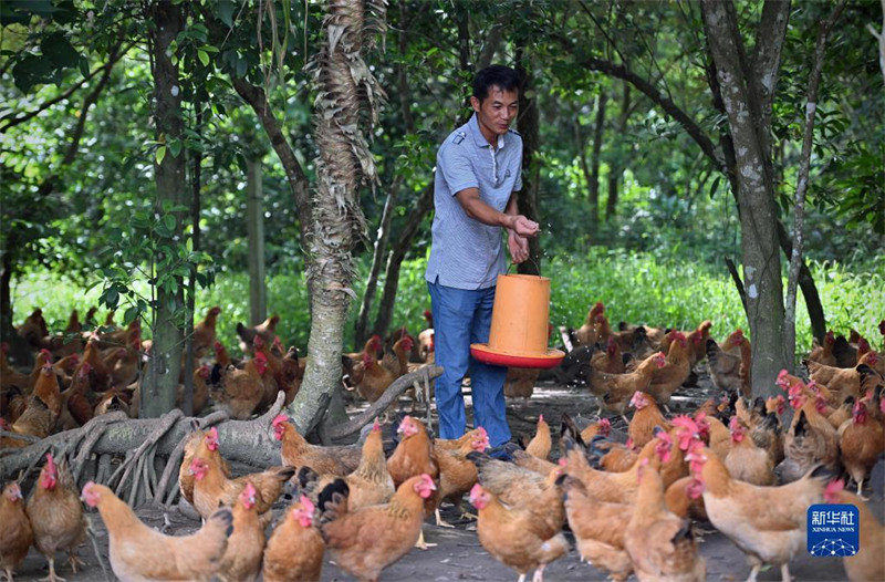 Hainan : l'industrie du poulet de Wenchang crée une valeur de production totale de 12 milliards de yuans