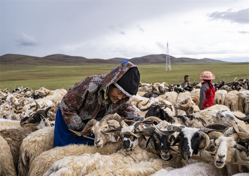 Tibet : la saison de la traite des brebis a commencé