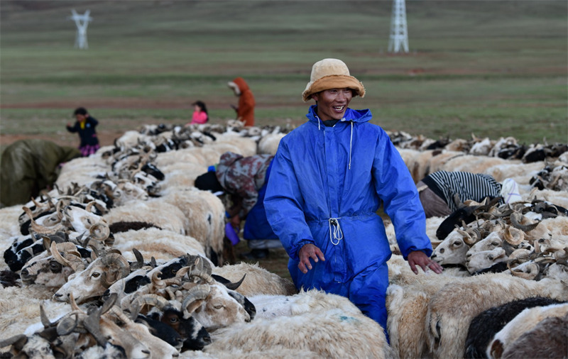 Tibet : la saison de la traite des brebis a commencé