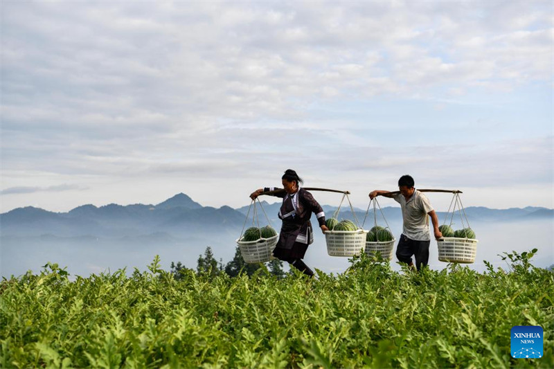 Guizhou : la vente de pastèques augmente les revenus des villageois du comté de Rongjiang