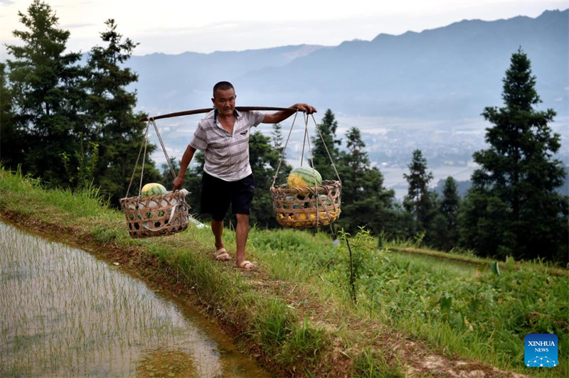 Guizhou : la vente de pastèques augmente les revenus des villageois du comté de Rongjiang