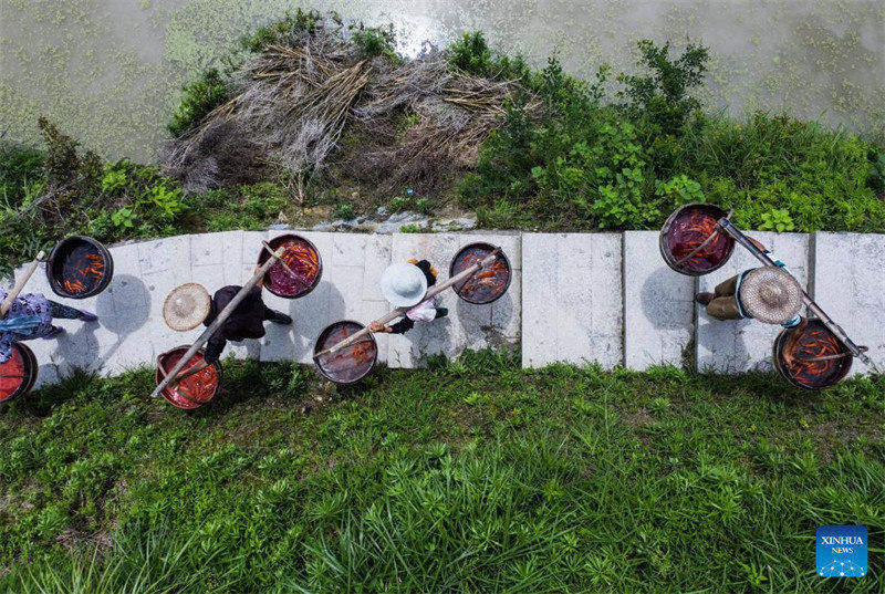 Le système de co-culture riz-poisson dans la province du Zhejiang