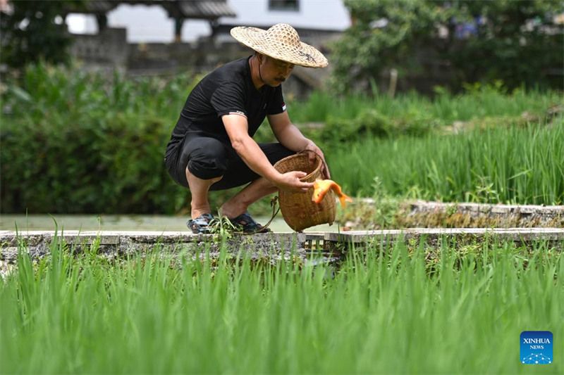 Le système de co-culture riz-poisson dans la province du Zhejiang