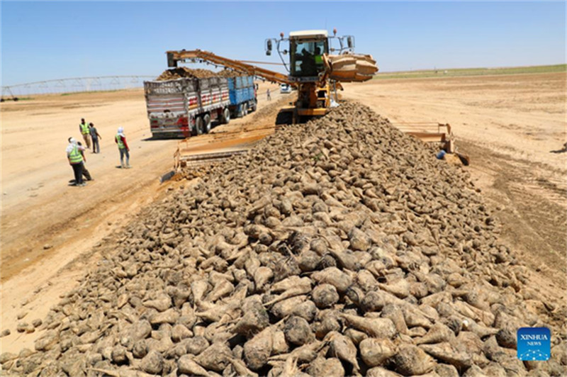 Comment une entreprise chinoise de forage de puits aide à transformer le désert égyptien en terres agricoles vertes
