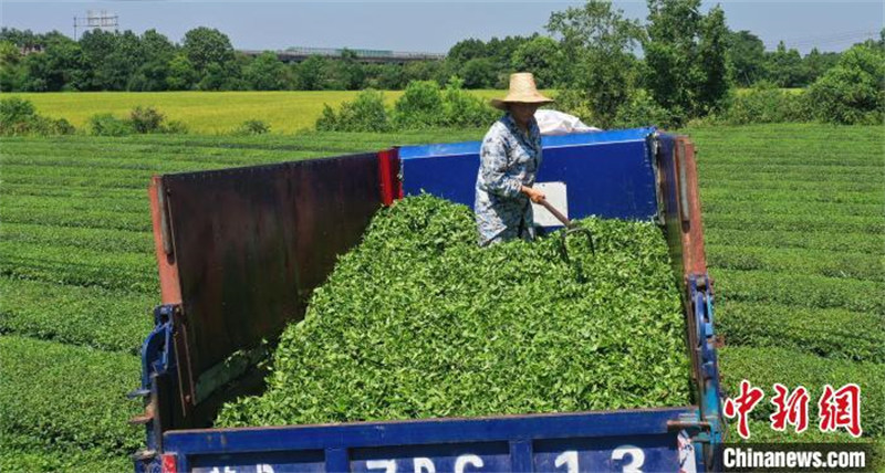 Jiangxi : des machines cueillent le thé en été dans un jardin de thé écologique