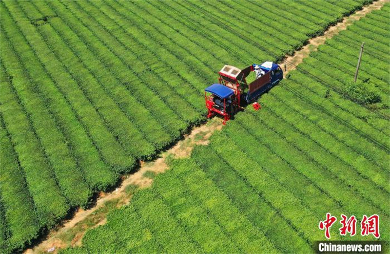 Jiangxi : des machines cueillent le thé en été dans un jardin de thé écologique