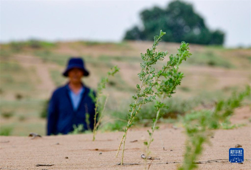 Mongolie intérieure : verdir les terres désertifiées pour restaurer l'environnement