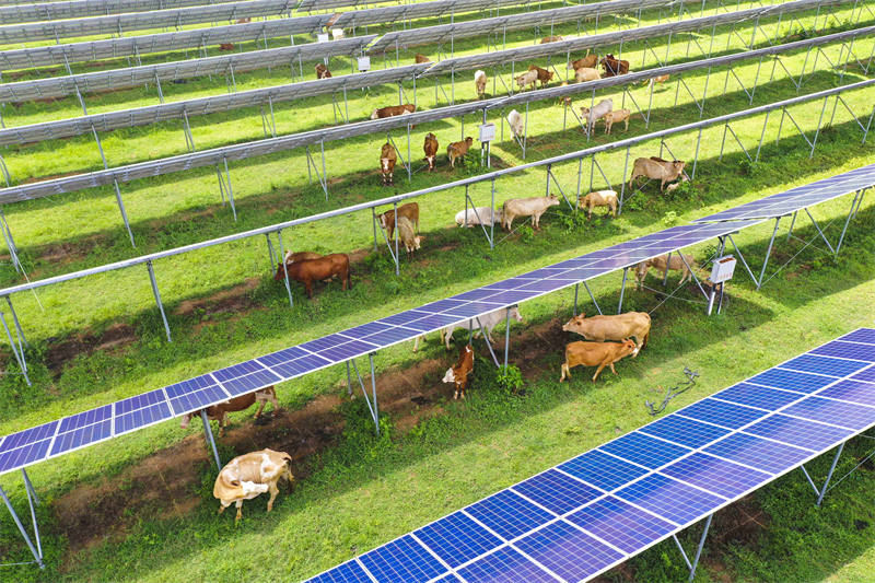 Henan : le projet « agriculture + soleil » permet de doubler les revenus de la production d'électricité et de l'élevage de bétail à Zhengyang