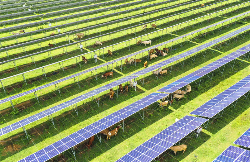 Henan : le projet « agriculture + soleil » permet de doubler les revenus de la production d'électricité et de l'élevage de bétail à Zhengyang