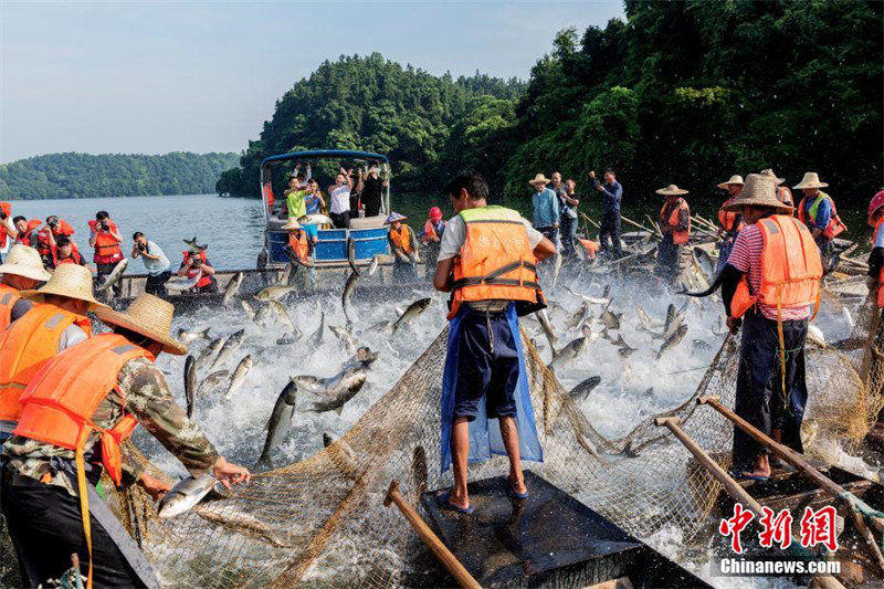 Jiangxi : la « pêche au grand filet » dans le lac de la Fée de Xinyu
