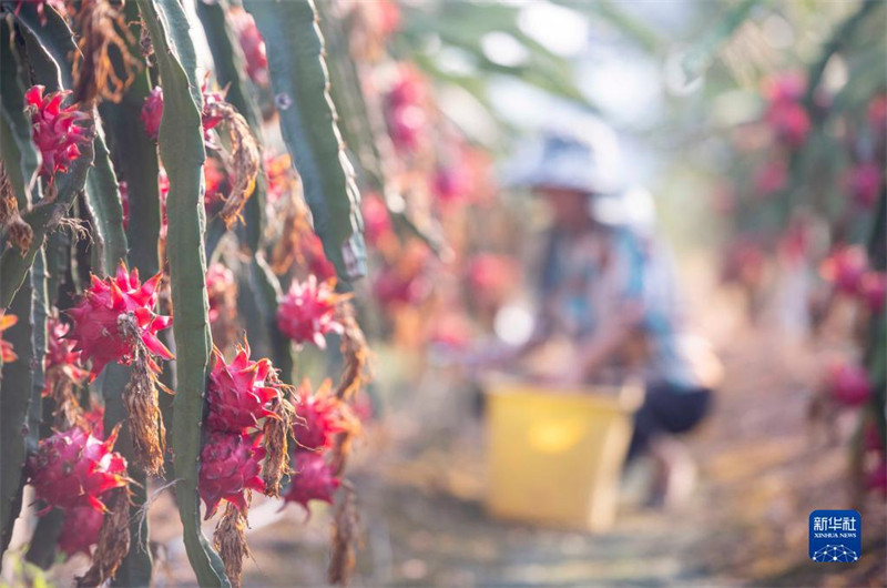 Hunan : la culture des arbres fruitiers spéciaux aide les agriculteurs du comté de Dao à s'enrichir