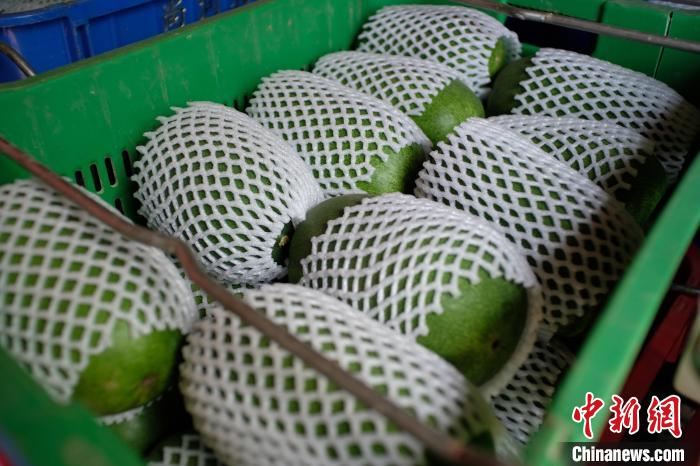 Guangxi : les mini-courges cireuses sont exportées vers les pays de l'ASEAN
