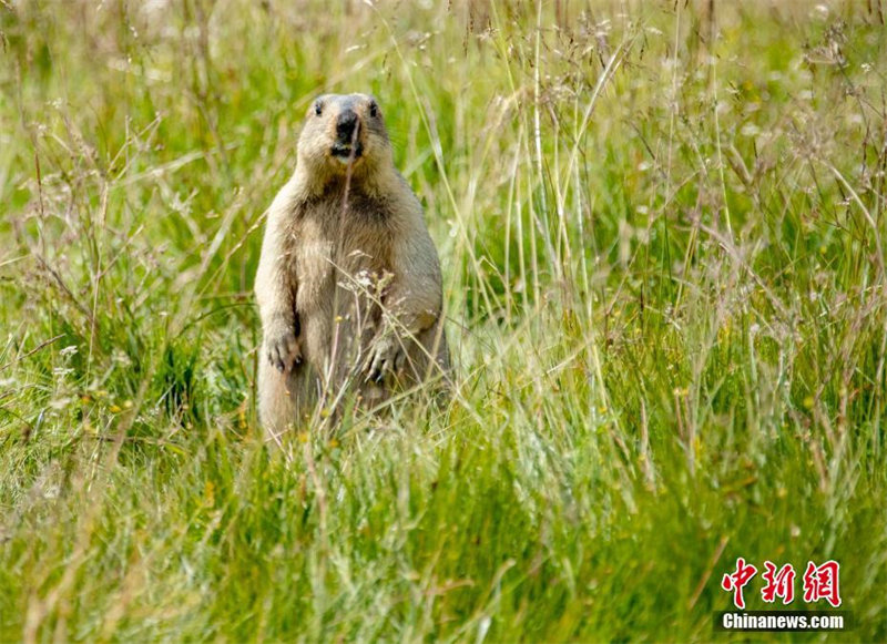 Sichuan : des marmottes mignonnes se nourrissent dans les prairies 