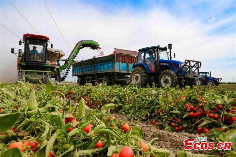 Xinjiang : la récolte des tomates a commencé