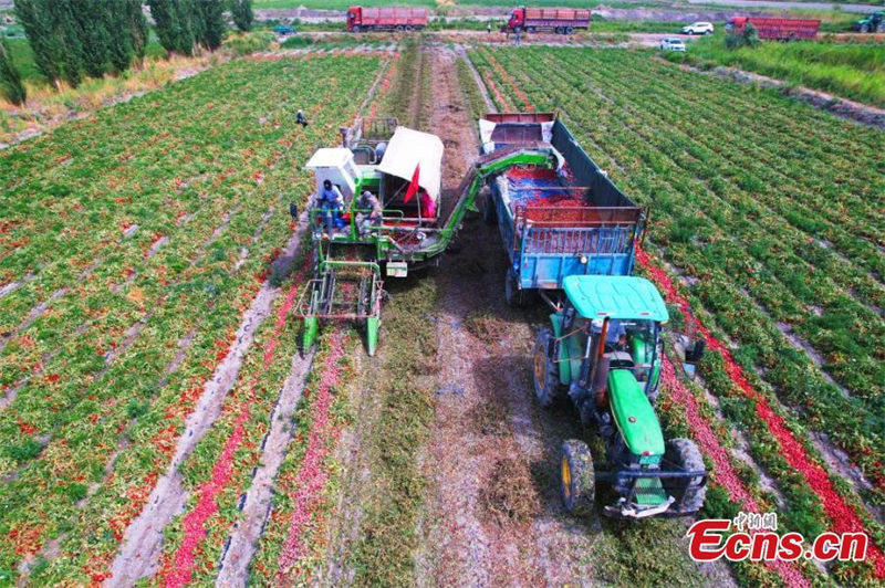 Xinjiang : la récolte des tomates a commencé