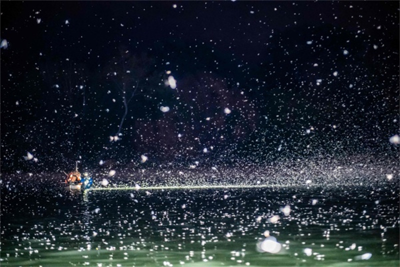 Les éphémères volent au-dessus du Danube en Hongrie, comme des flocons de neige dans la nuit