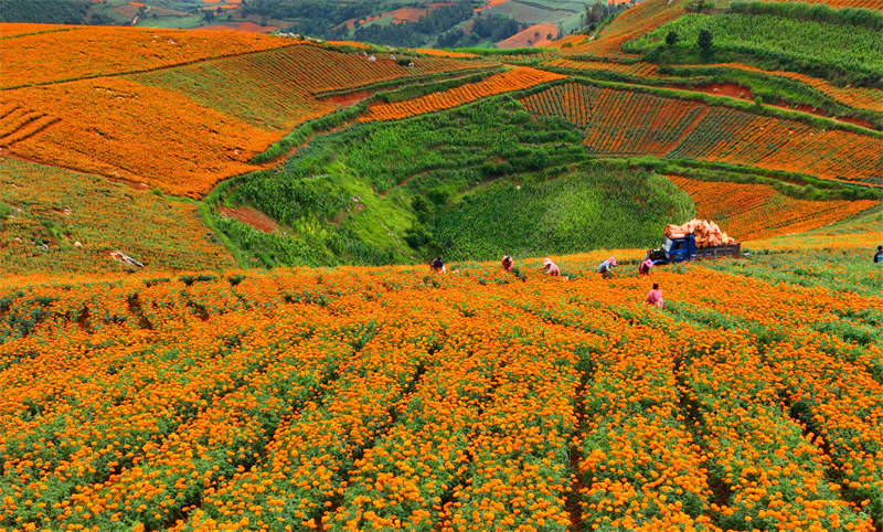 Yunnan : une saison de récolte occupée dans la préfecture de Honghe