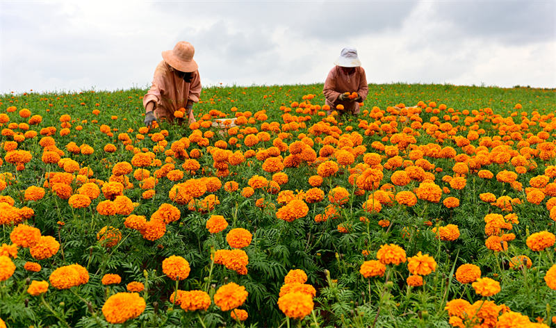 Yunnan : une saison de récolte occupée dans la préfecture de Honghe