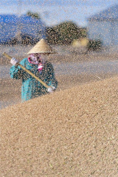 Heilongjiang : la récolte du blé bat son plein