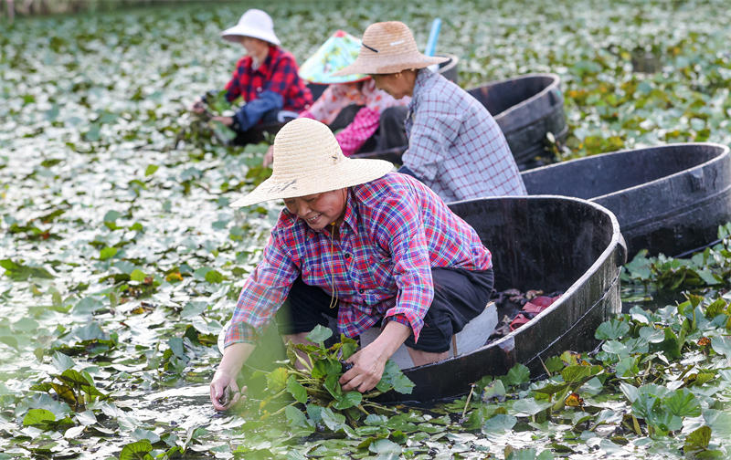 La cueillette des châtaignes d'eau bat son plein dans le Zhejiang 