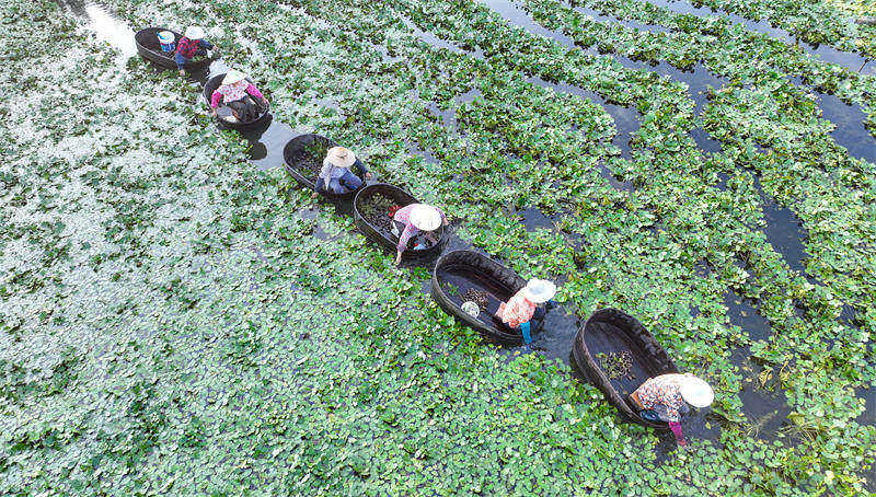 La cueillette des châtaignes d'eau bat son plein dans le Zhejiang 