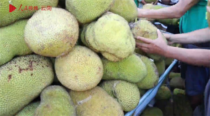 Yunnan : la ville de Mang distribue gratuitement des fruits aux habitants locaux