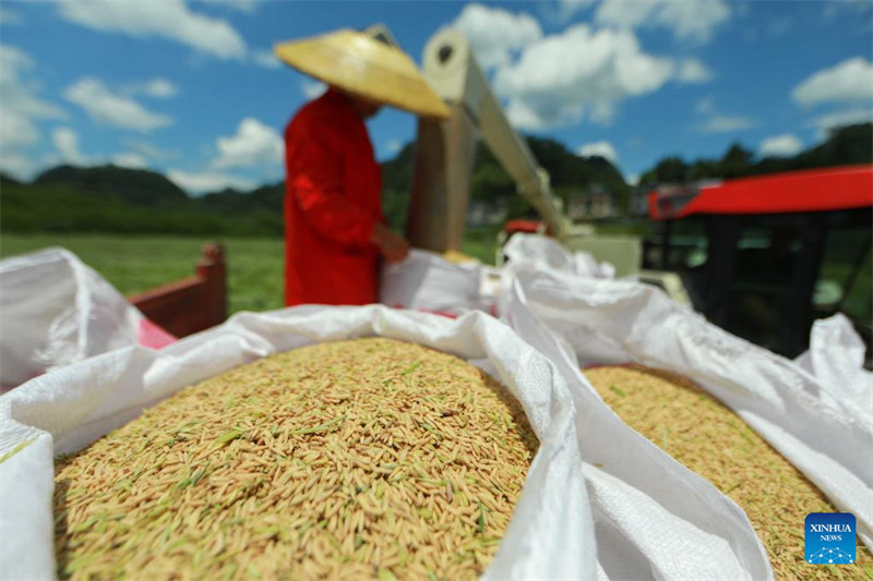 Guizhou : la récolte de semences de riz hybride à Qiandongnan
