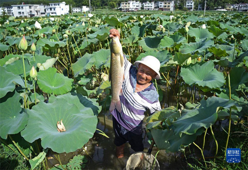 Jiangxi : le modèle « co-culture du lotus et du poisson » enrichit les agriculteurs