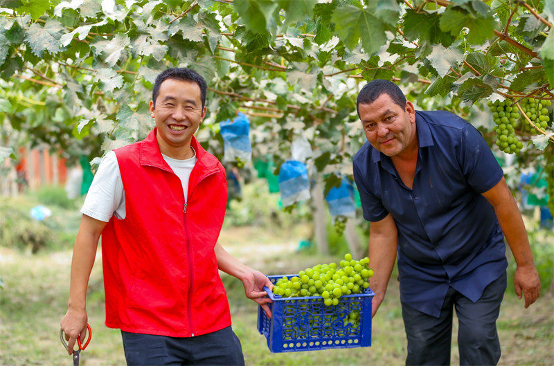 Xinjiang : les raisins mûrs sont prêts pour la cueillette