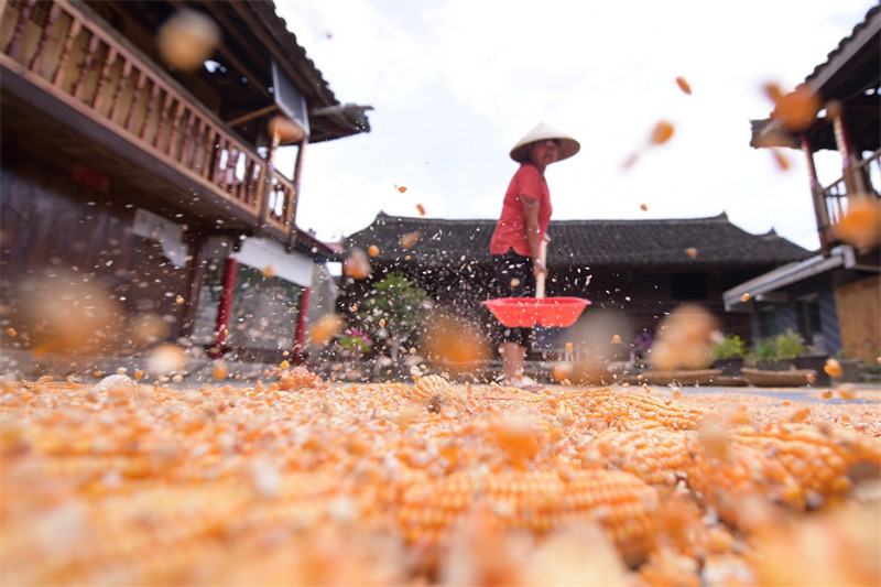 Des images colorées du séchage des cultures en automne sur le plateau du Guizhou