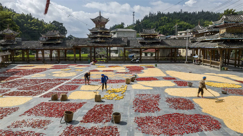 Des images colorées du séchage des cultures en automne sur le plateau du Guizhou