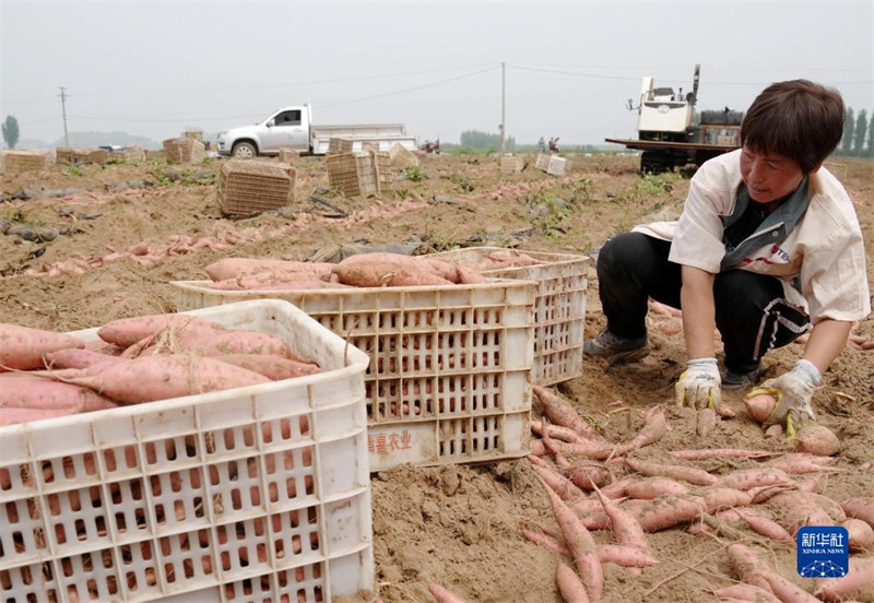 Hebei : une récolte de patates douces fraîches occupée
