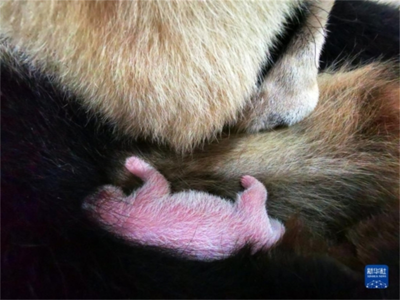Sichuan : naissance du bébé panda captif le plus lourd du monde à Wolong