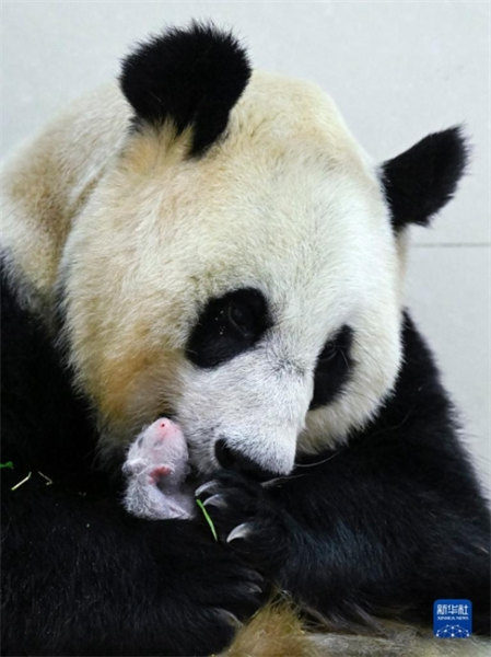 Sichuan : naissance du bébé panda captif le plus lourd du monde à Wolong