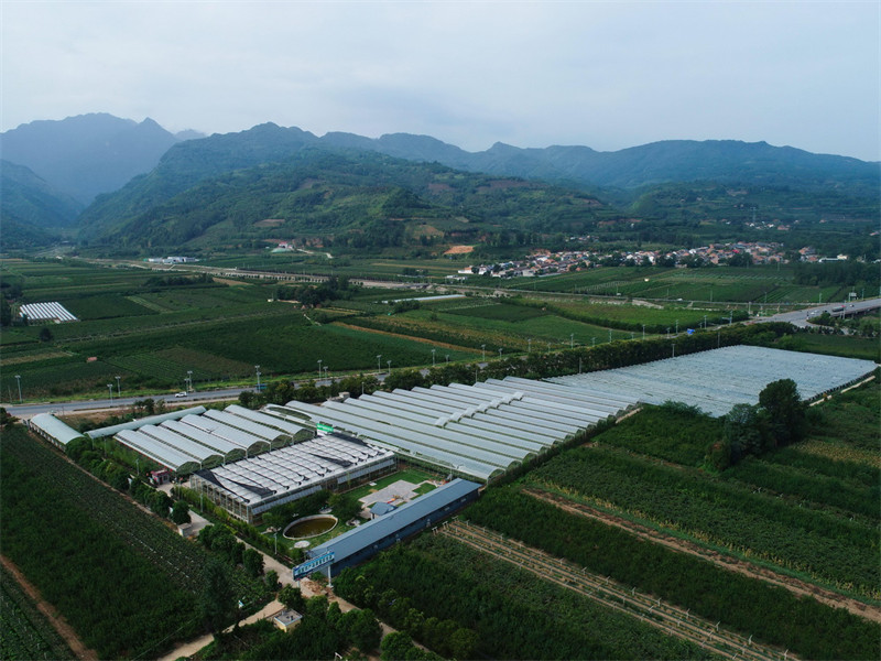 Shaanxi : une riche récolte de raisins au pied des monts Qinling