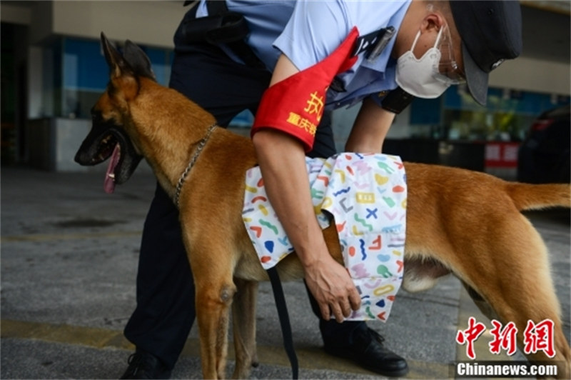 Chongqing : des chiens policiers portant des gilets de refroidissement assurent la sécurité des transports d'été malgré la chaleur continue