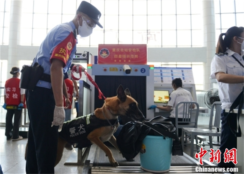 Chongqing : des chiens policiers portant des gilets de refroidissement assurent la sécurité des transports d'été malgré la chaleur continue