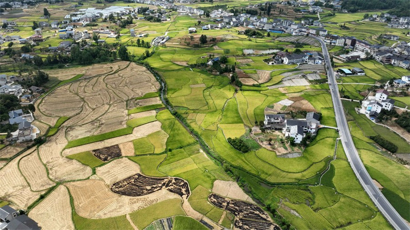 Chine : récolte du riz au Guizhou