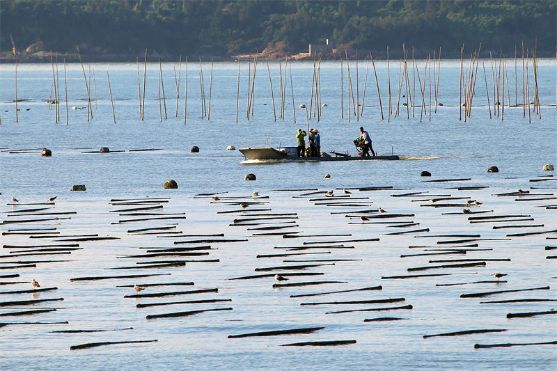 Zhejiang : la culture des algues dans le « potager marin » à Yuhuan