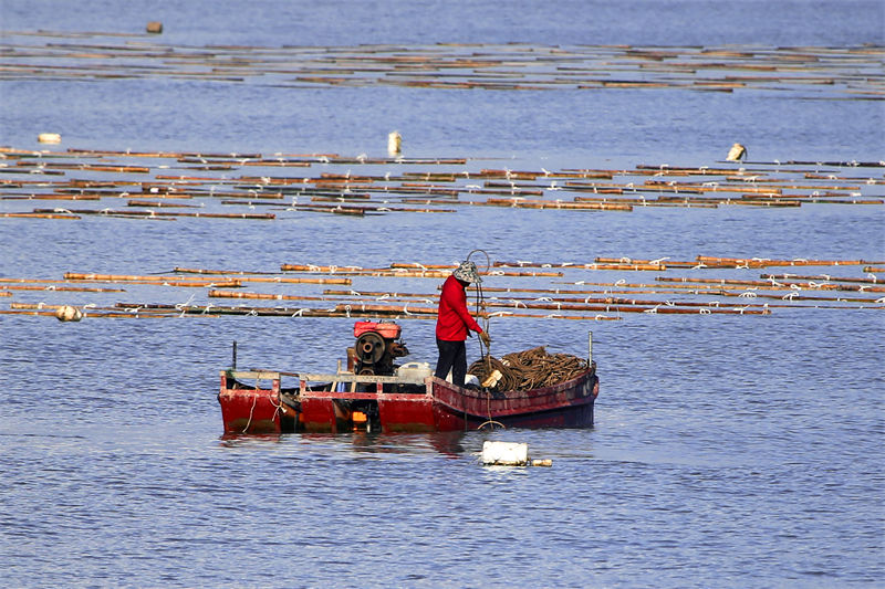 Zhejiang : la culture des algues dans le « potager marin » à Yuhuan