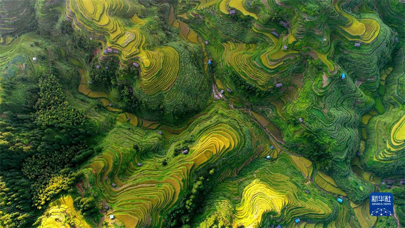 Des champs en terrasses dans le village de Jiayi du comté de Rongjiang, dans la préfecture autonome Miao et Dong de Qiandongnan, dans la province du Guizhou (sud-ouest de la Chine), le 24 août. (Photo prise par drone) (Wu Jibin / Xinhua)