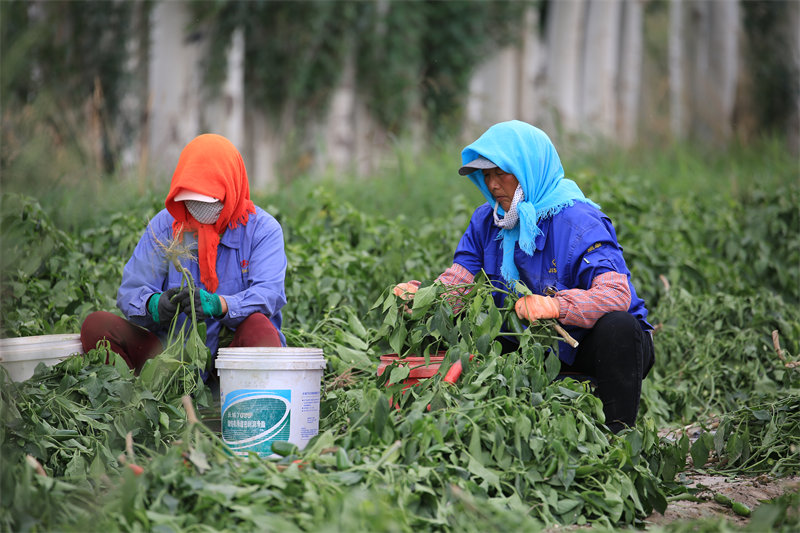 Gansu : la plantation de petits piments à Jiayuguan devient une grande industrie agricole