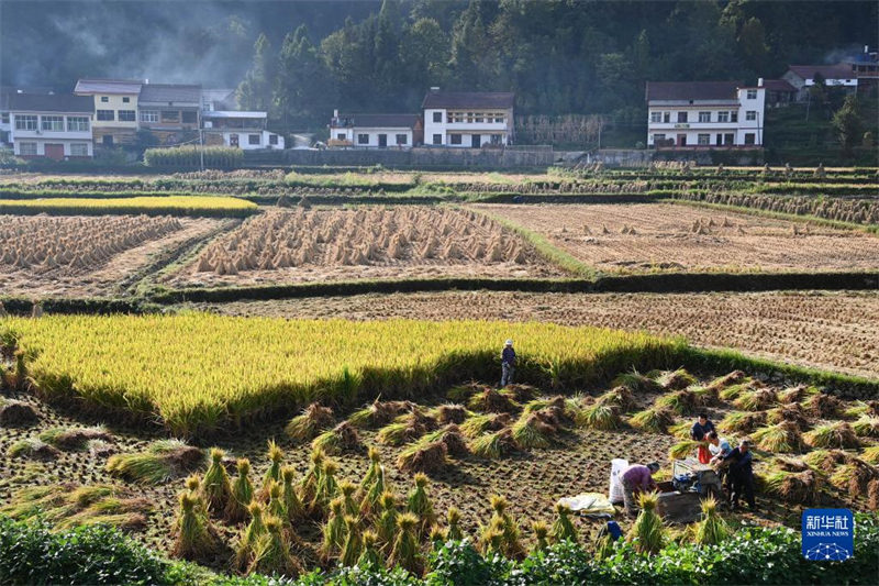 Shaanxi : la scène des rizières dorées, signe d'une récolte fructueuse