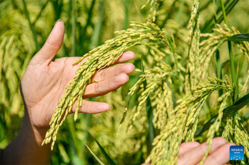 Le « riz géant » va entrer dans la saison de la récolte en octobre à Tianjin