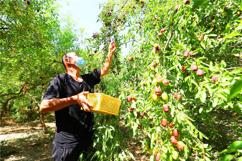 Xinjiang : la cueillette des jujubes précoces occupe les agriculteurs